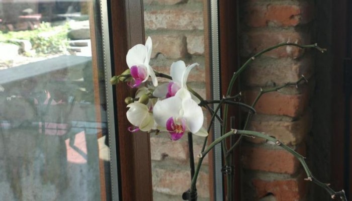 Hotel Selena poza 19