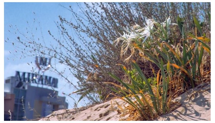 Hotel Miramar poza 18